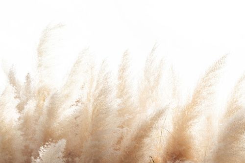 sue scholes